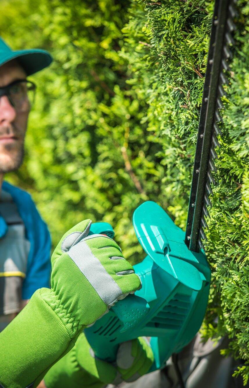 Trimming Green Tree Wall